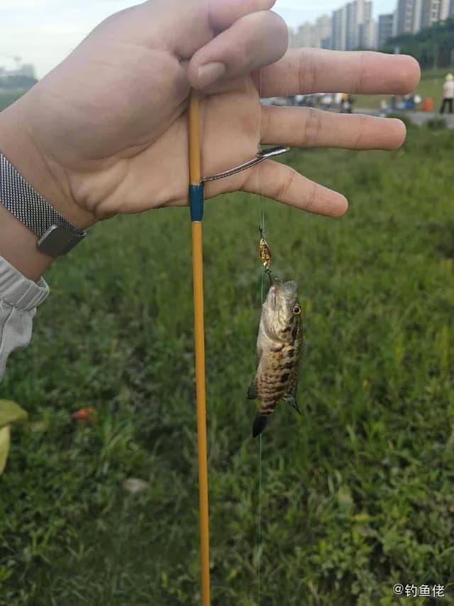 布氏非鲫钓获 厦门市 0.1kg