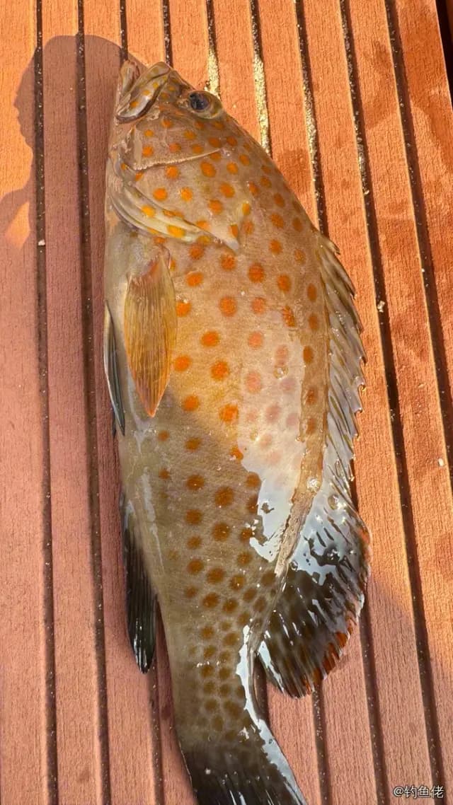 布氏石斑鱼钓获 珠海市 0.12kg