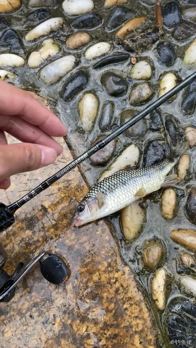 侧条光唇鱼钓获 北京市 0.2kg