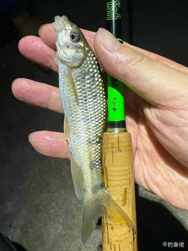 侧条光唇鱼钓获 湖州市 0.1kg