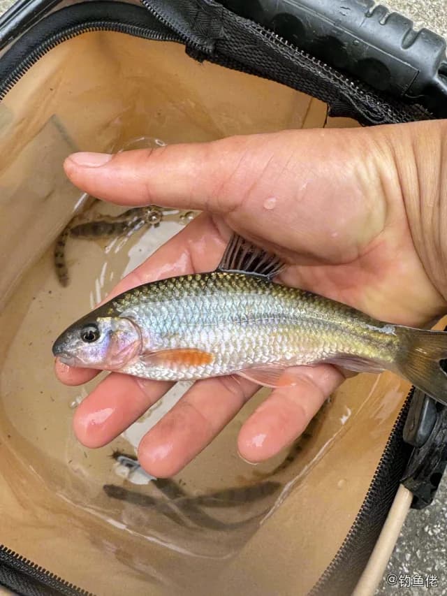 侧条光唇鱼钓获 黔东南苗族侗族自治州 0.2kg