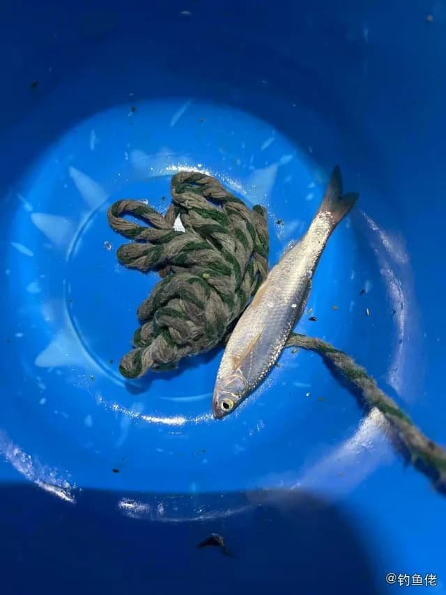 赤鼻棱鳀钓获 上海市 0.04kg