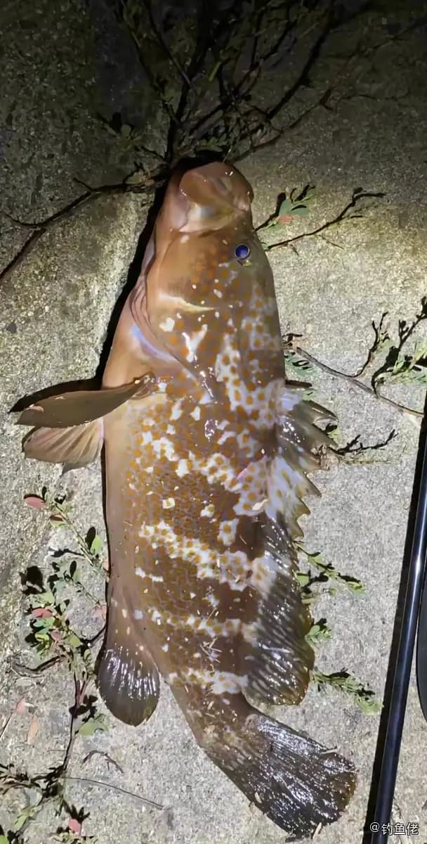 赤点石斑鱼钓获 宁波市 4kg