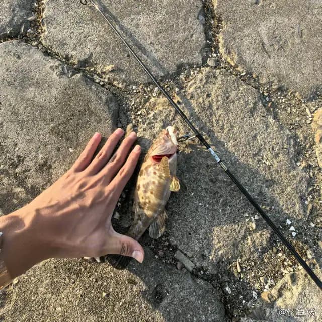 赤点石斑鱼钓获 汕头市 1.5kg