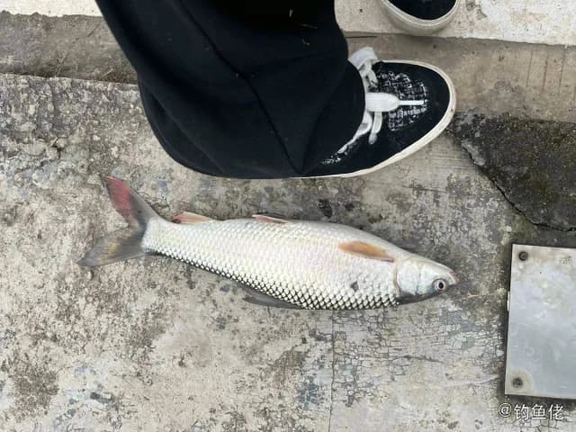 赤眼鳟钓获 清远市 0.5kg