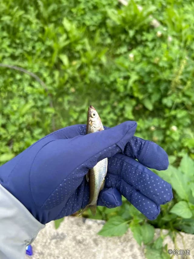 赤眼鳟钓获 上海市 0.1kg