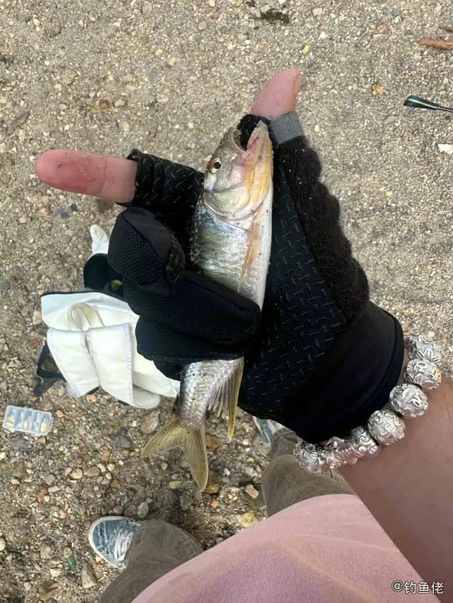 赤眼鳟钓获 广州市 0.3kg