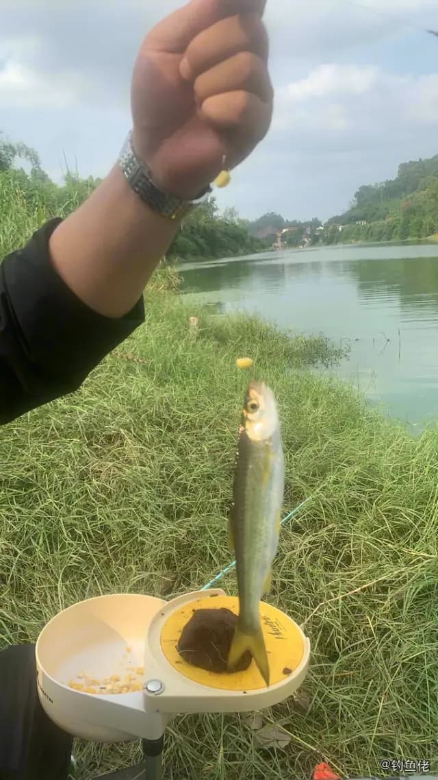 赤眼鳟钓获 重庆市 0.2kg