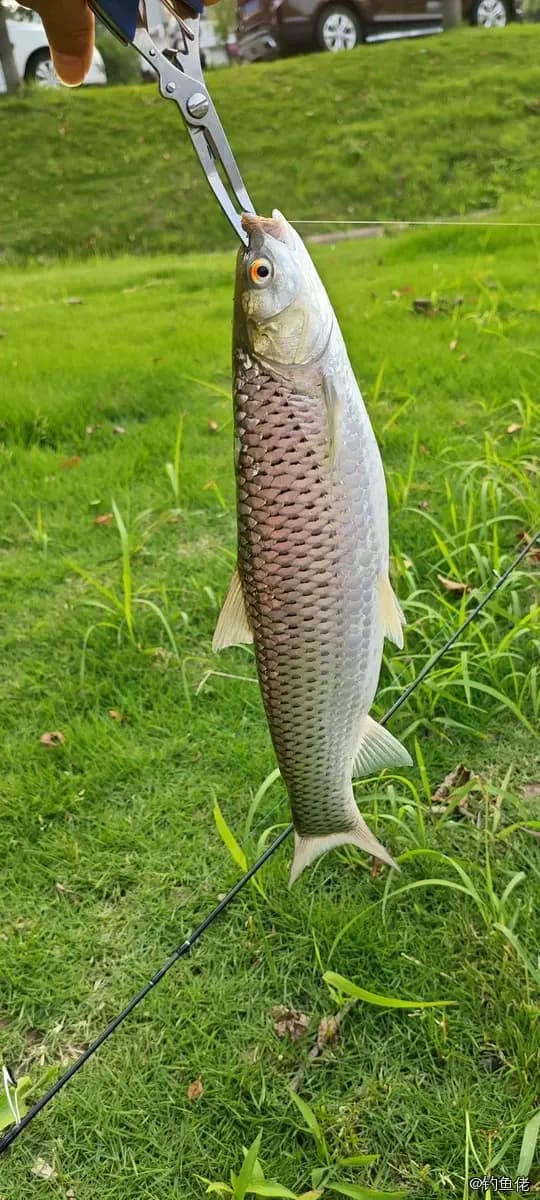 赤眼鳟钓获 安庆市 0.5kg