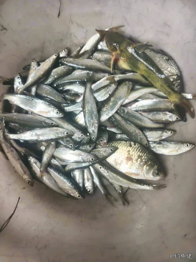 锤氏小沙丁鱼钓获 合肥市 0.01kg