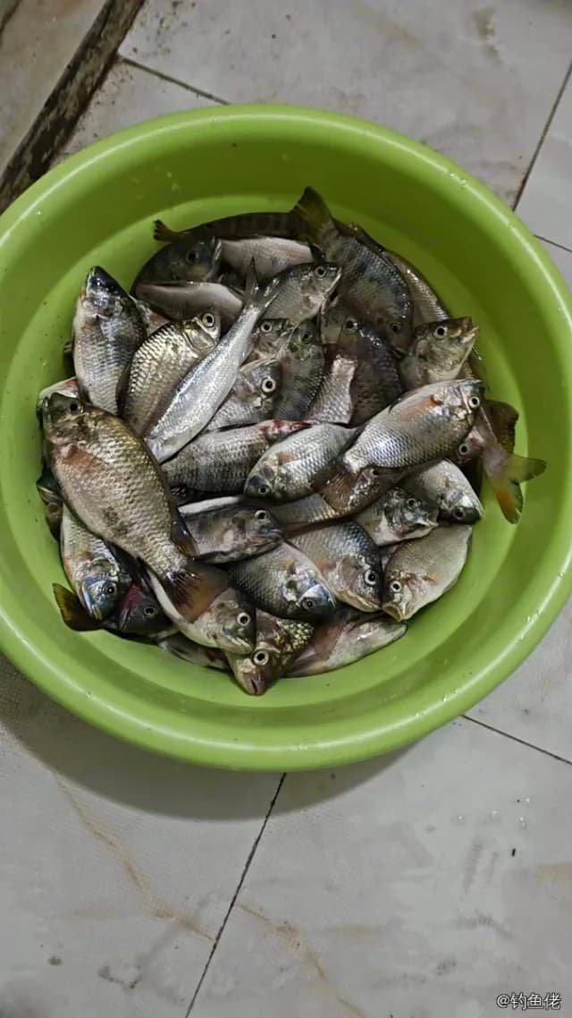 刺鲳钓获 温州市 0.05kg