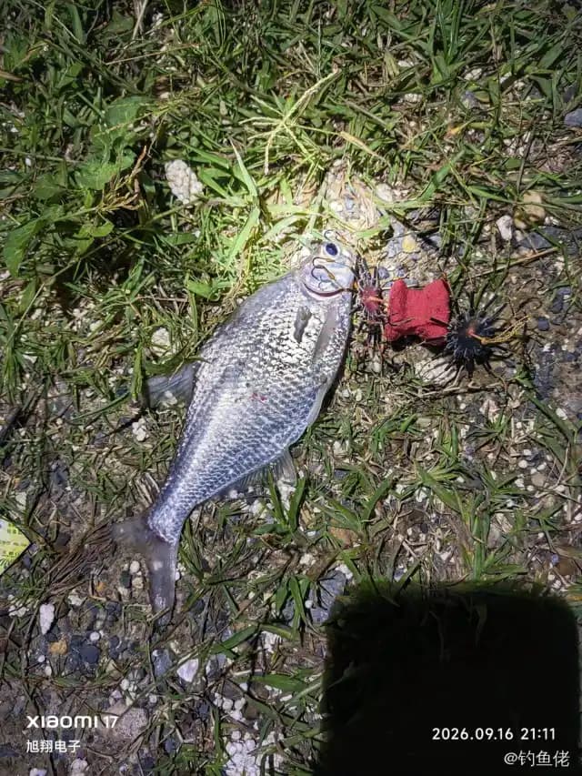 刺鲳钓获 中山市 0.05kg
