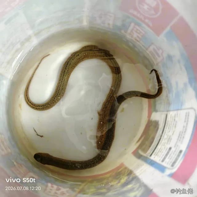 大鳞副泥鳅钓获 上海市 0.5kg