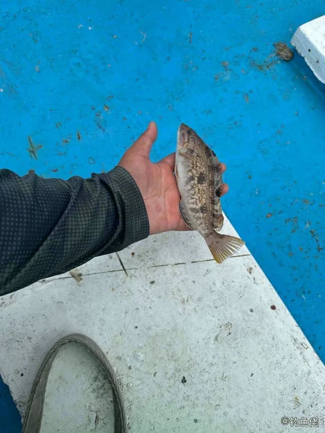大泷六线鱼钓获 青岛市 1.2kg