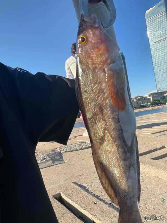 大泷六线鱼钓获 大连市 0.15kg