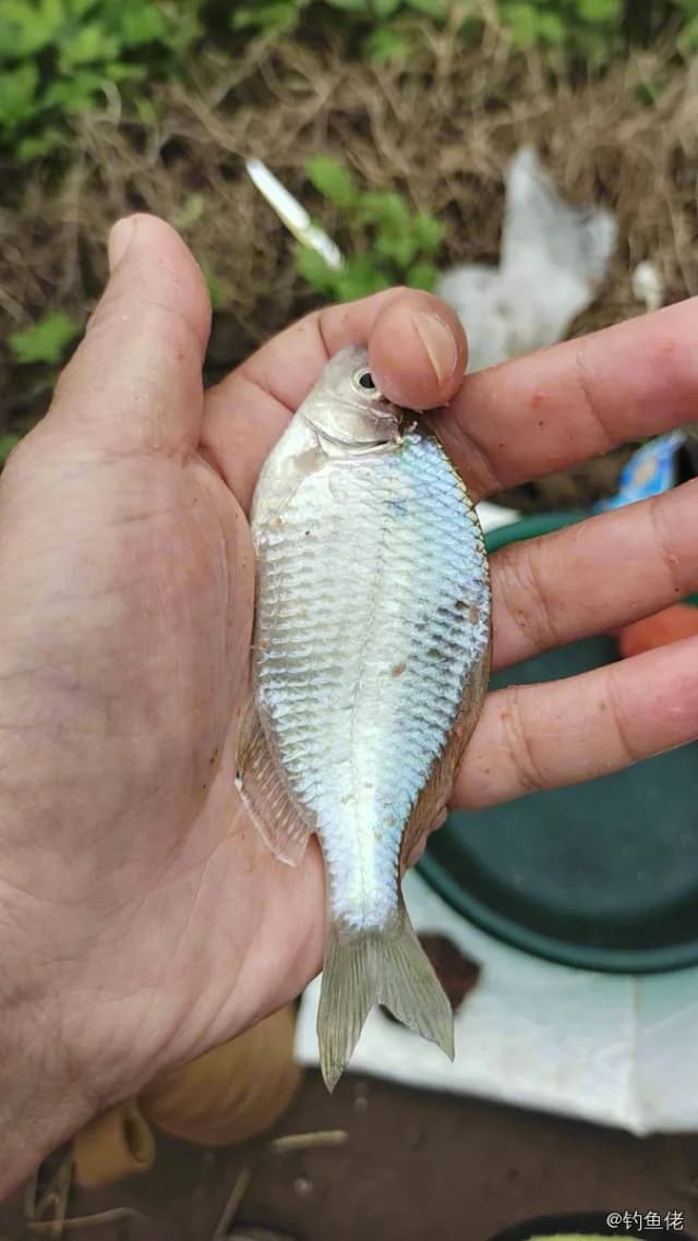 大鳍鱊钓获 重庆市 0.01kg