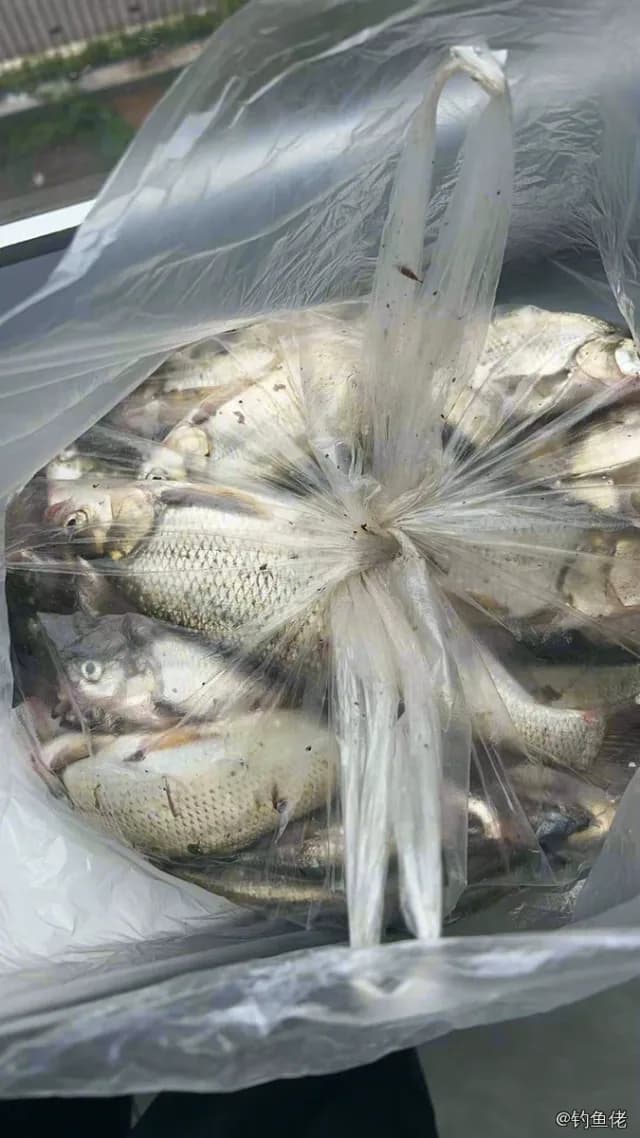 大神仙鱼钓获 临沂市 0.02kg