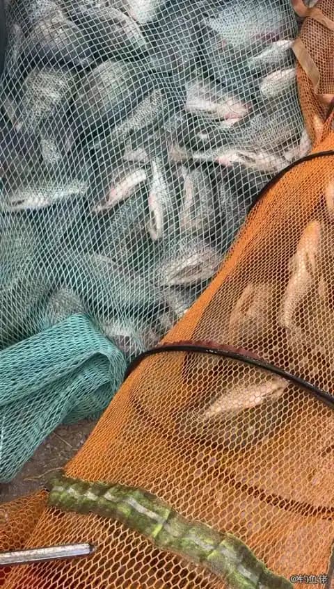 大神仙鱼钓获 东莞市 0.02kg