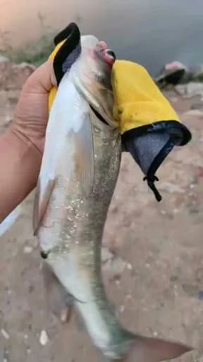大眼海鲢钓获 衡水市 1kg