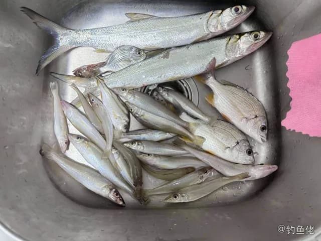 大眼海鲢钓获 汕尾市 0.6kg
