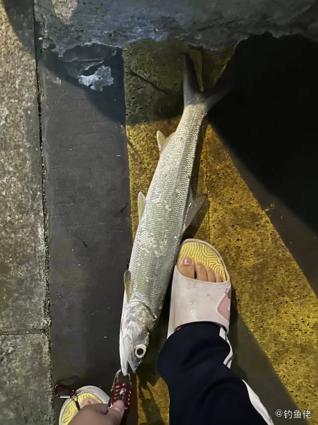 大眼海鲢钓获 厦门市 1kg