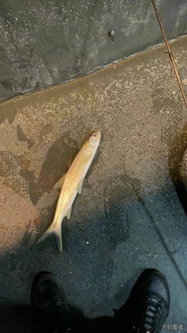 大眼海鲢钓获 珠海市 1kg