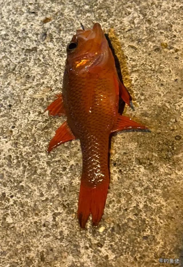 单色天竺鲷钓获 香港特别行政区 0.1kg
