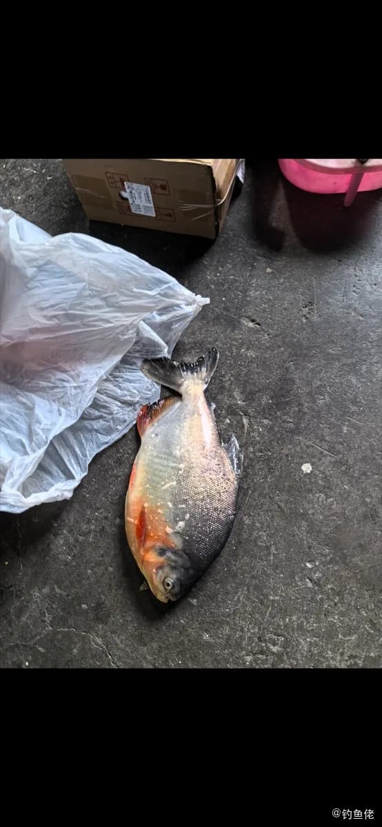 淡水红鲳钓获 杭州市 32kg