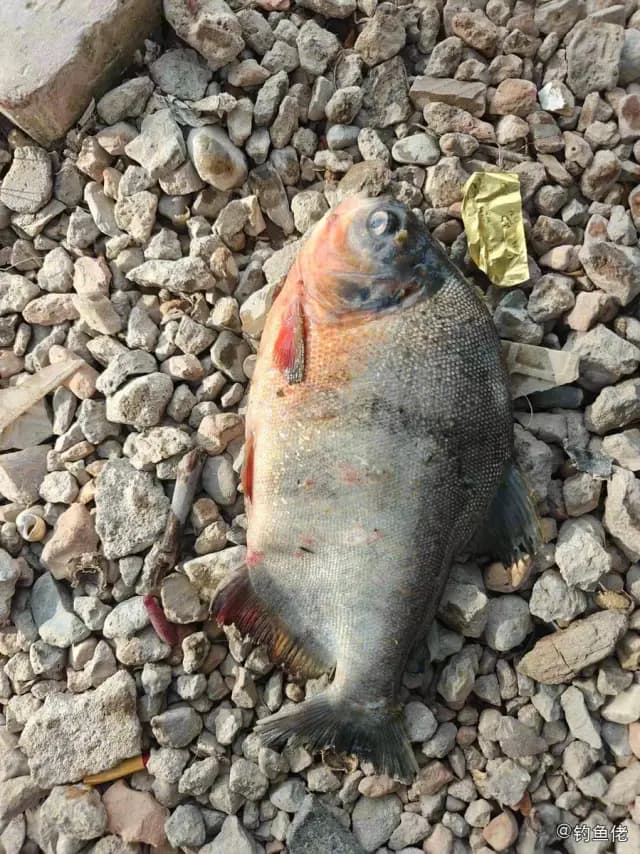 淡水红鲳钓获 西安市 1.5kg