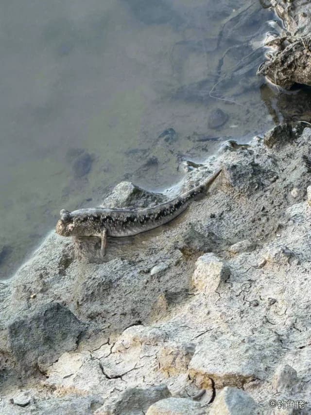 弹涂鱼钓获 中山市 0.04kg