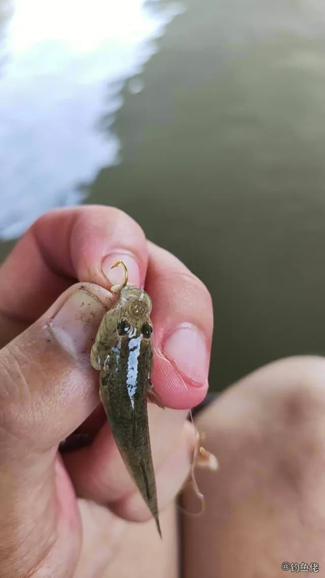 弹涂鱼钓获 哈尔滨市 0.1kg