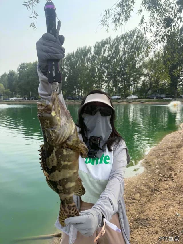 点带石斑鱼钓获 北京市 6kg