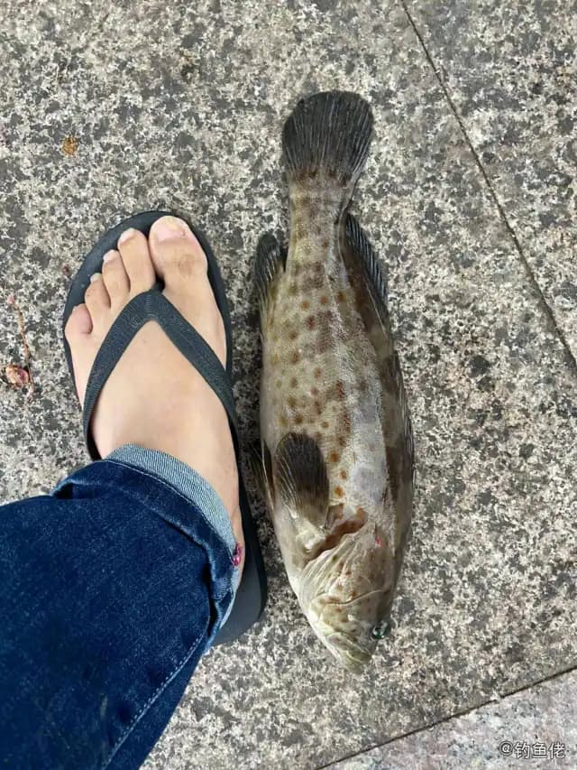点带石斑鱼钓获 厦门市