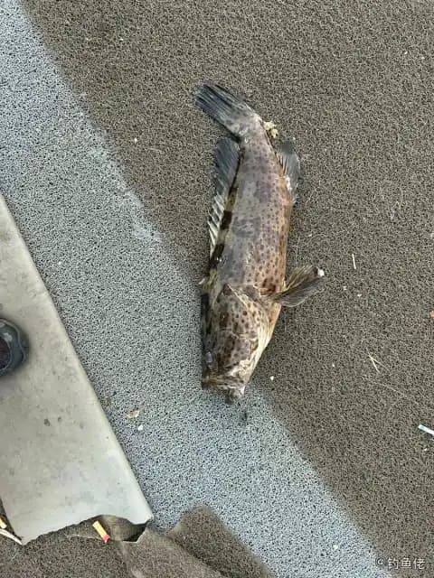 点带石斑鱼钓获 厦门市 3kg