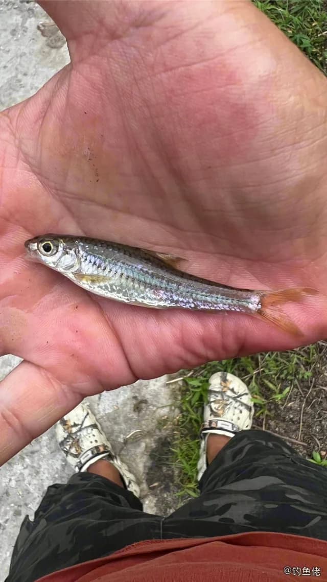点纹银鮈钓获 北京市 0.02kg