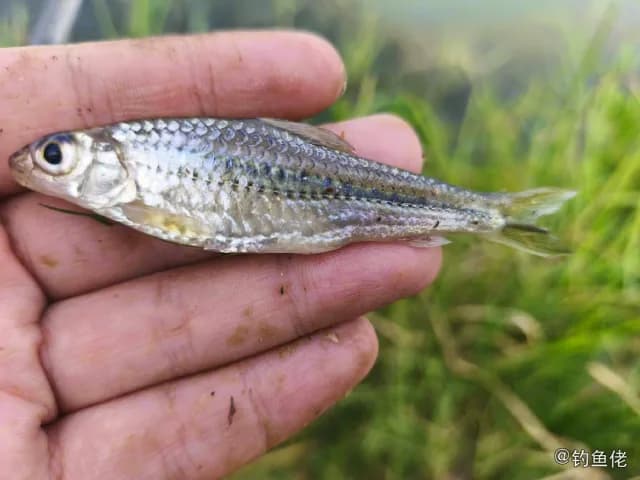 点纹银鮈钓获 驻马店市 0.02kg