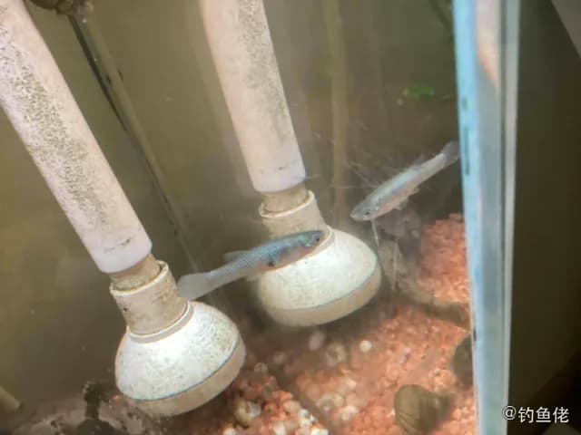 点纹银鮈钓获 上海市 1kg