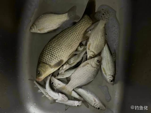 点纹银鮈钓获 南平市