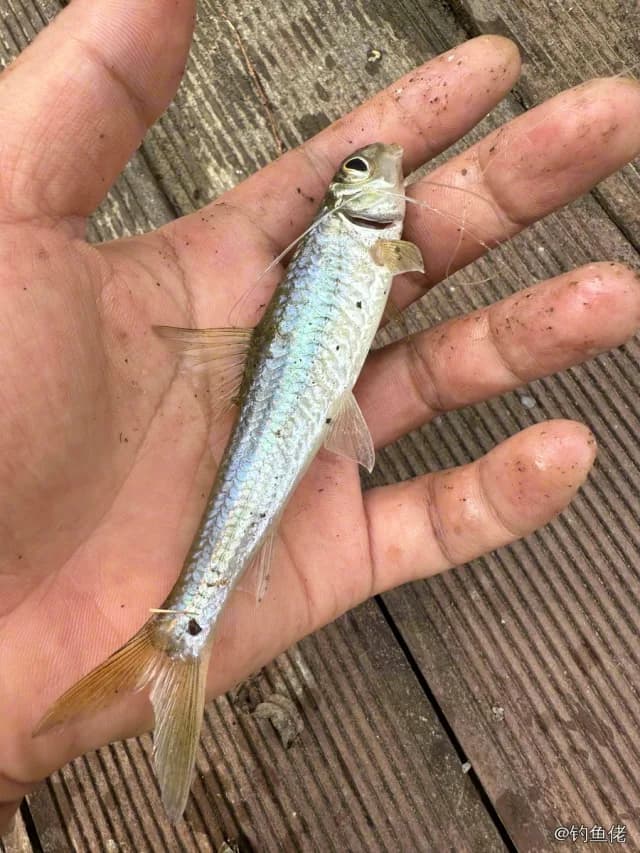 点纹银鮈钓获 铜仁市