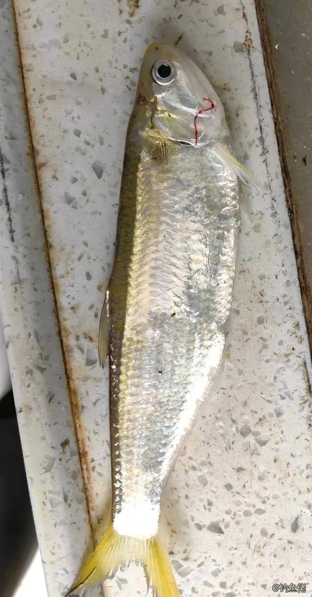 杜氏棱鳀钓获 珠海市 0.4kg