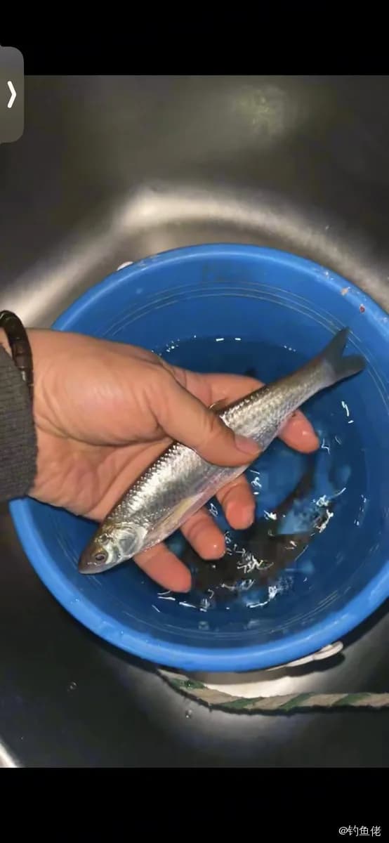 杜氏棱鳀钓获 上海市 0.1kg