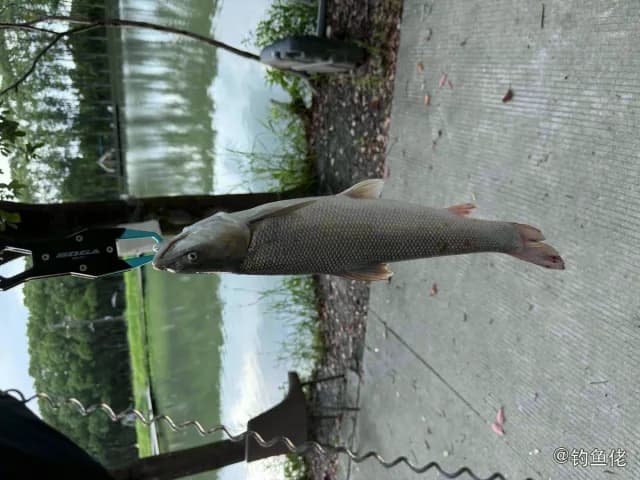 短头亮鲃钓获 上海市 3.6kg
