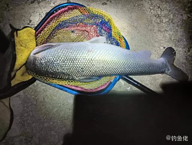 短头亮鲃钓获 娄底市 0.8kg