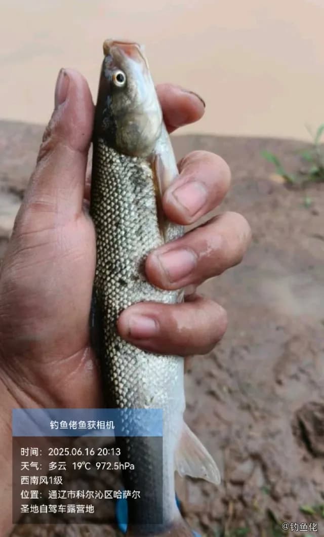短头亮鲃钓获 通辽市 30kg
