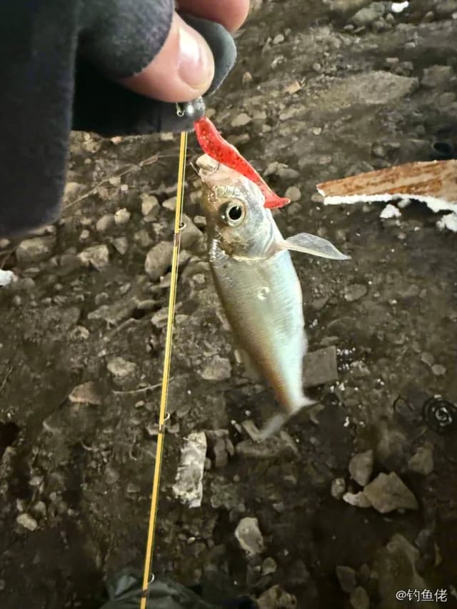 短尾大眼鲷钓获 杭州市 0.15kg
