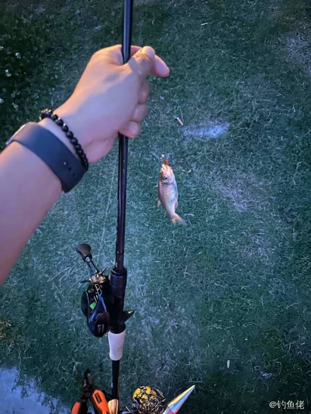 短尾大眼鲷钓获 苏州市 0.15kg