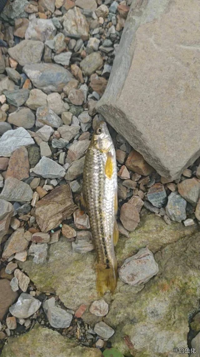 短须颌须鮈钓获 安康市 0.04kg