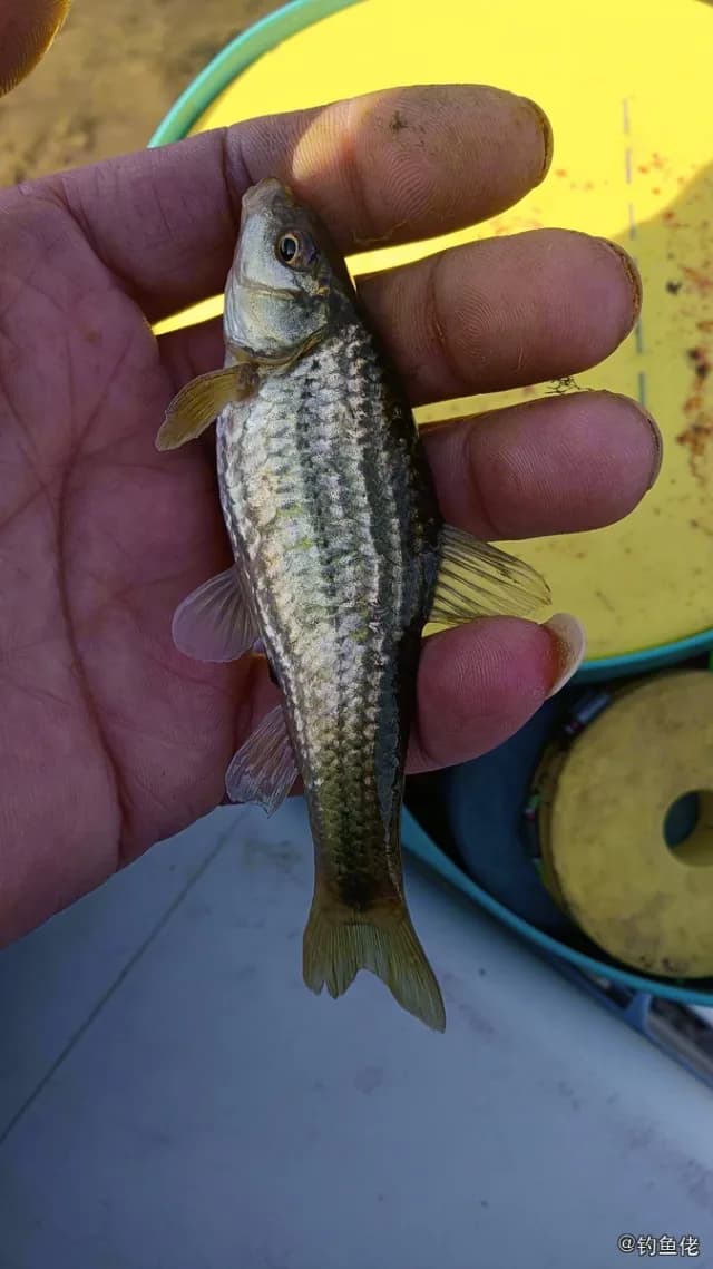 短须颌须鮈钓获 锦州市 0.01kg