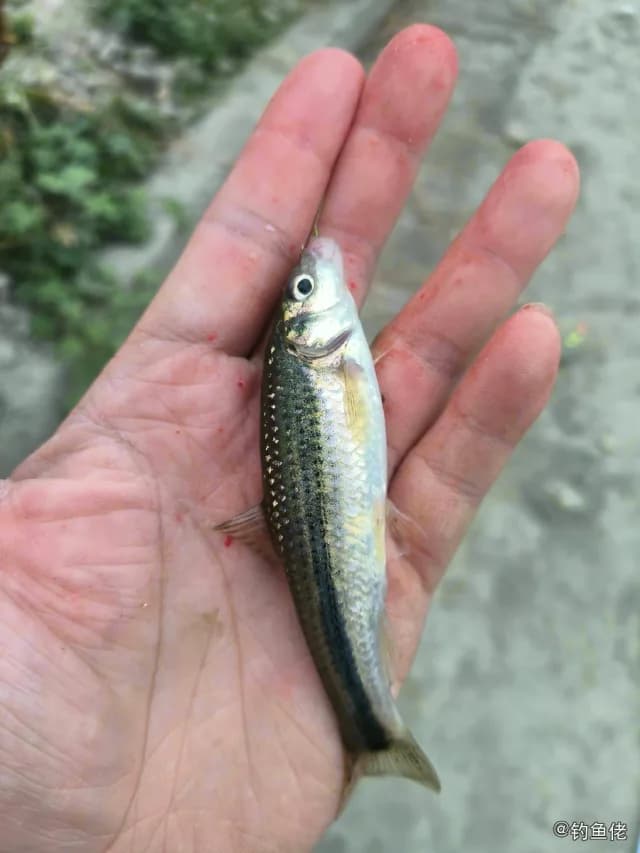 短须颌须鮈钓获 成都市 0.02kg