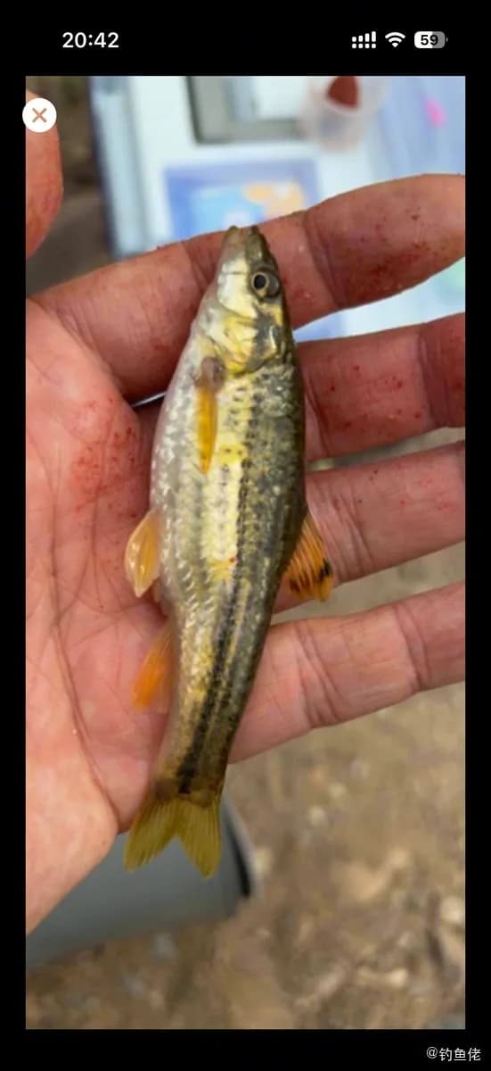 短须颌须鮈钓获 邢台市 0.01kg
